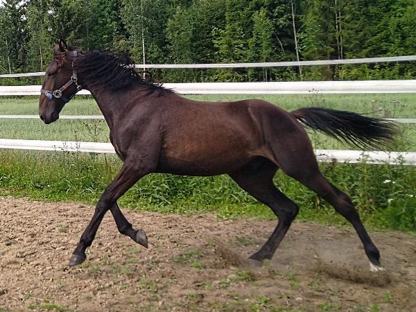 Walnut Rapidash