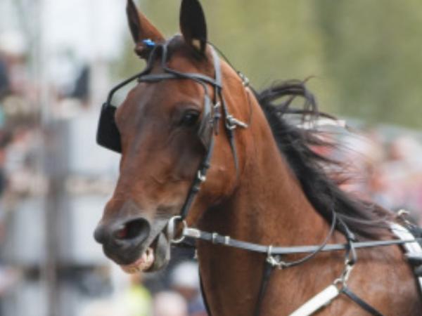 Veloce Vald