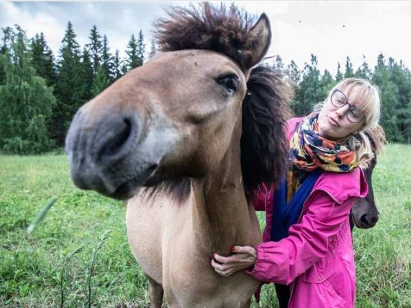 Kóngur fra Alfahlid