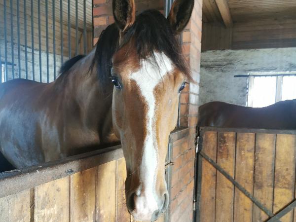 Bonaparte's Marengo