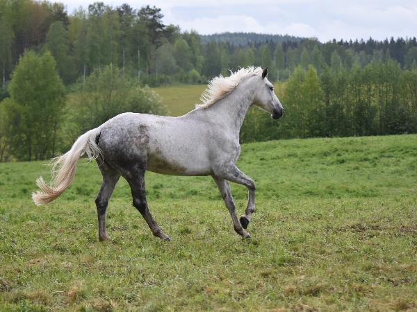 Quentina