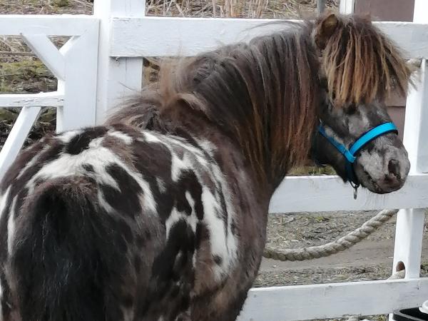 Silvermoon Cherokee