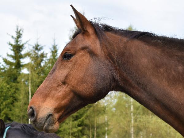 Zeleber Å.