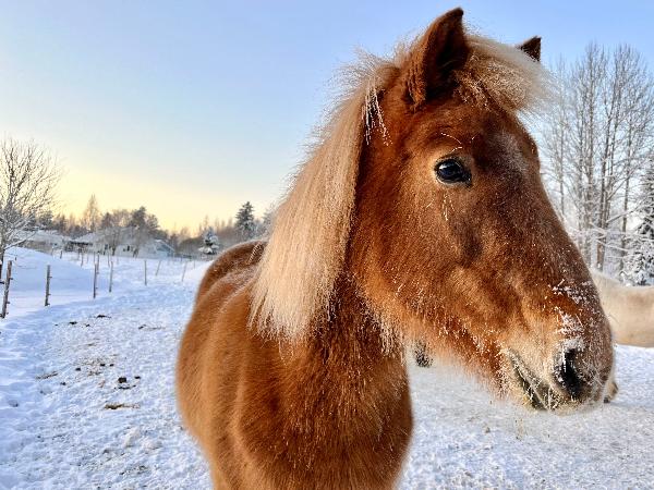 Sigla frá Gunnarsstöðum