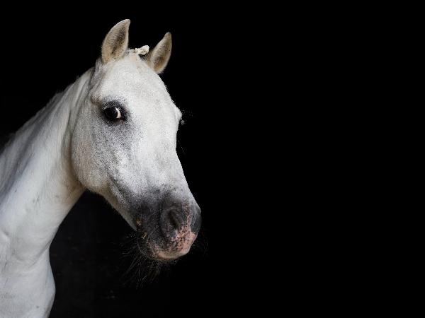 Larkhill's Roma