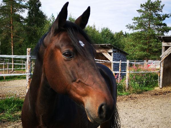 Trotting Star