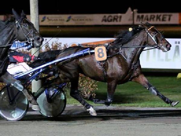 Applehill's Lotte*