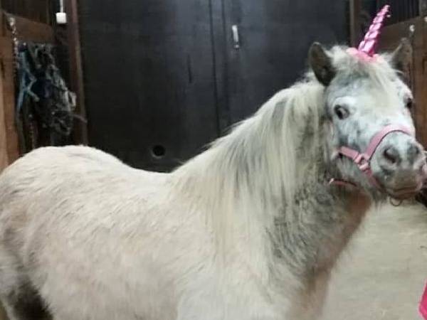 Miracle v.d. Bonte Hoeve
