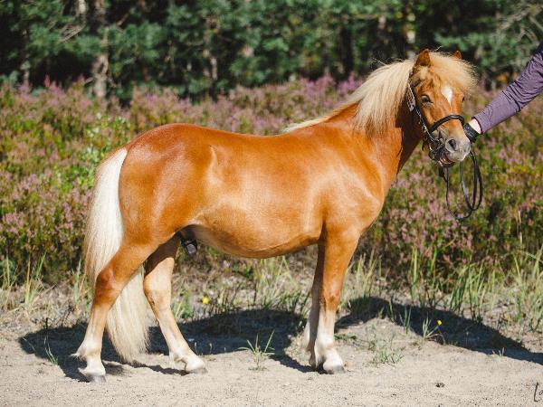 Sammalisen Tuure