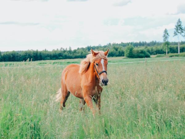 Metsätähden Siru