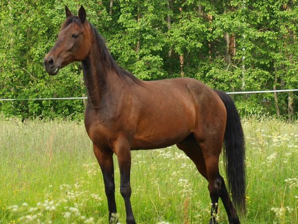 Dakota Dancer