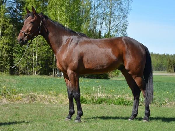Nette's Osmo