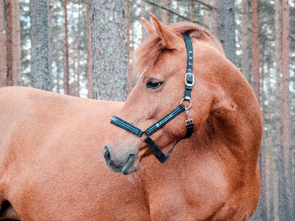 Salpa-Venla