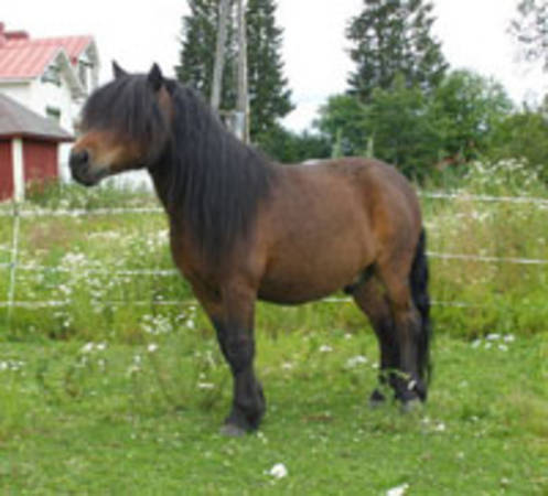 Gläntans Loke
