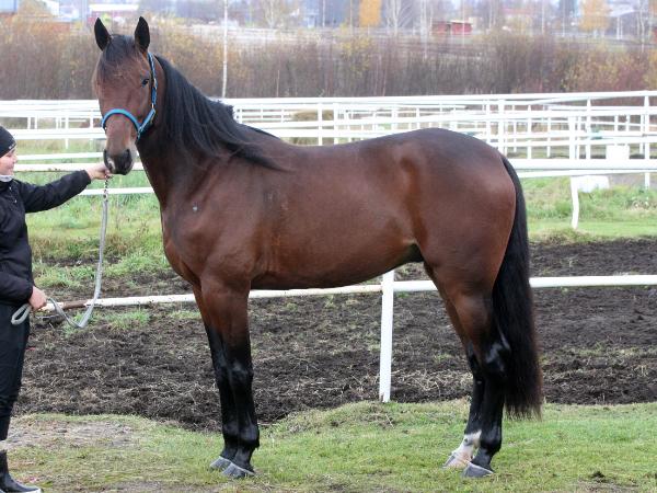 Lapland King*