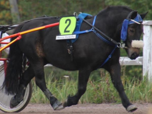 Ponikujan Lasse