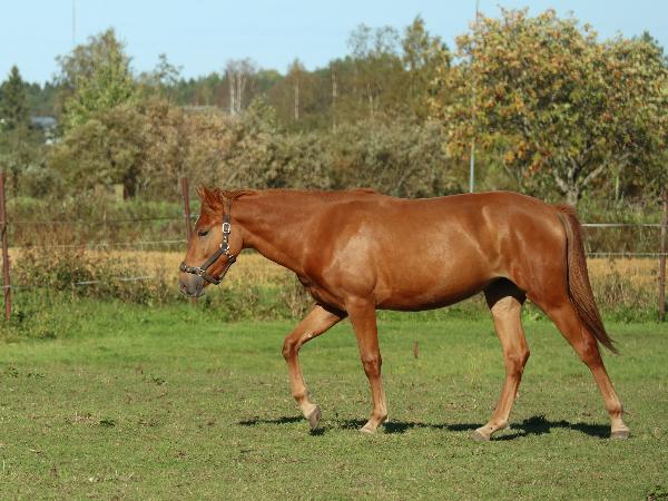 Mitra