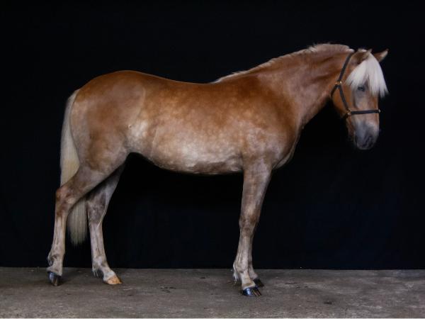 Nautinto