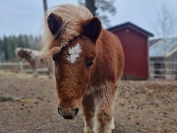 Vanhalan Kaapo