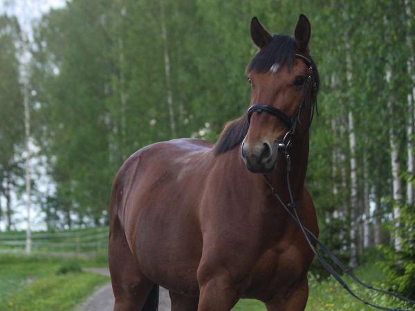 Sundsvik Marameo