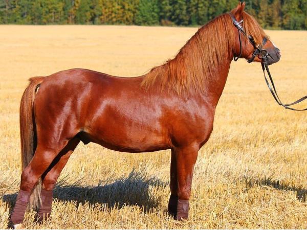 Silent's Red Rum