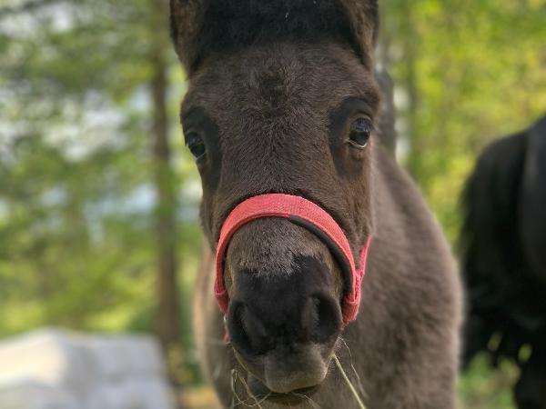 Koivuniemen Tuplawhisky