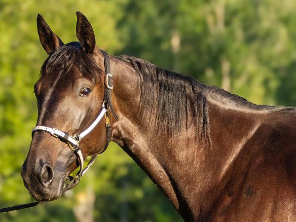 Shackhills Melody*