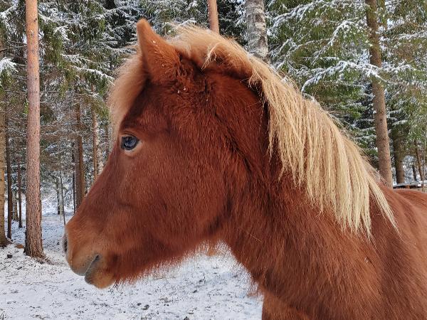 Lukka fra Ludvigsbjerge
