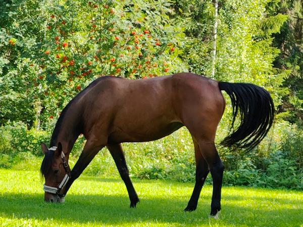 Shackhills Beauty
