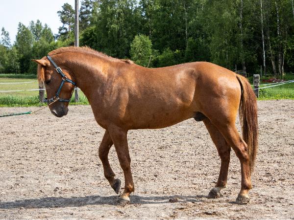 Hukki