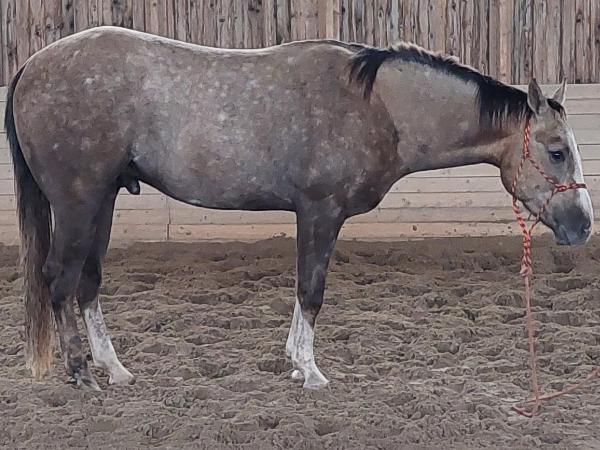 Softy Son Galileo