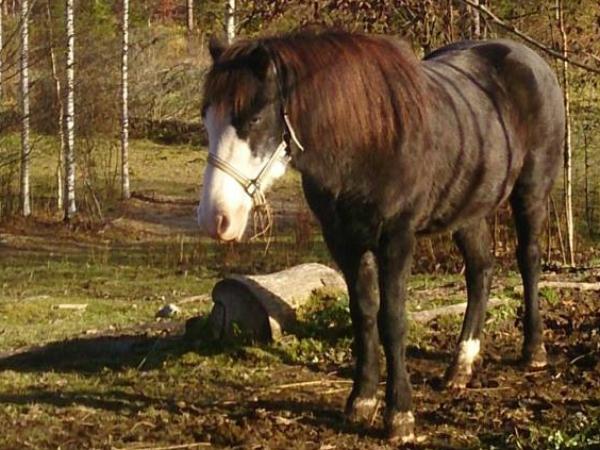 Hjálmar frá Langárfossi