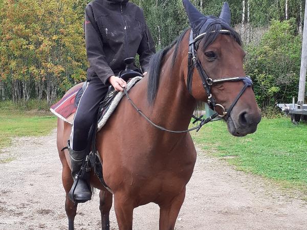 Håstens Daleoro