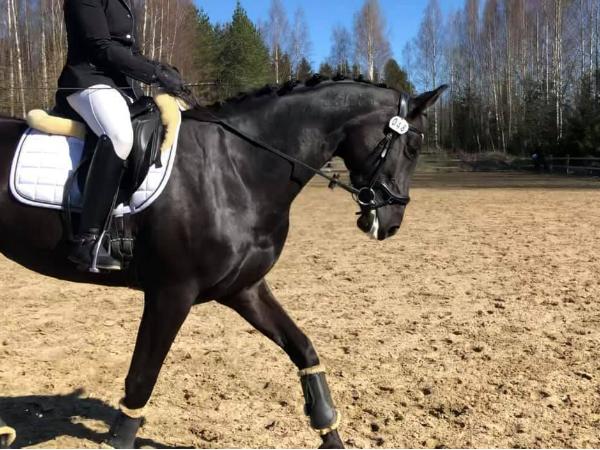 Raatilan Luna Allegro