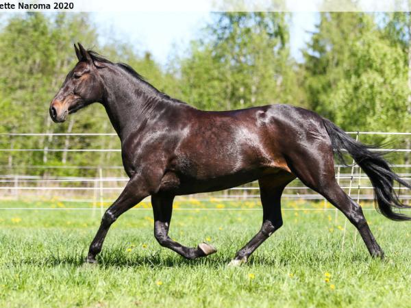 Fieldhead Rascal
