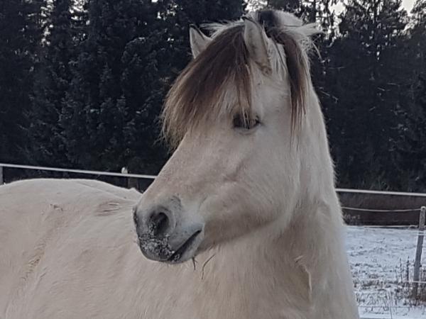 Nala V