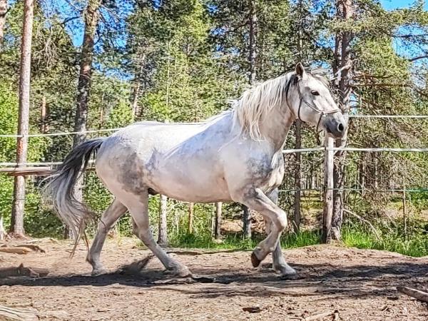 Silver Frost