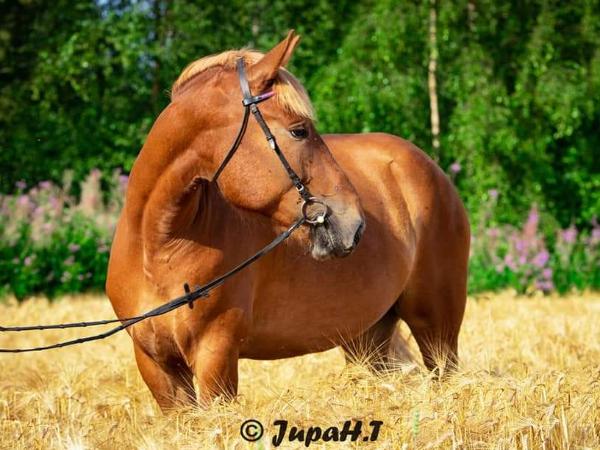 Vipax