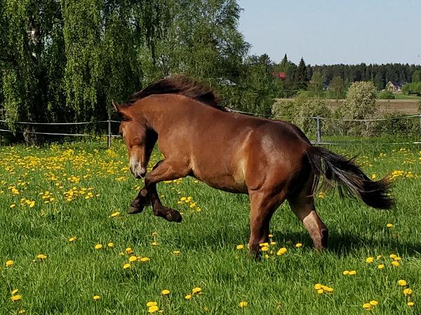 Savimäen Kerillaan