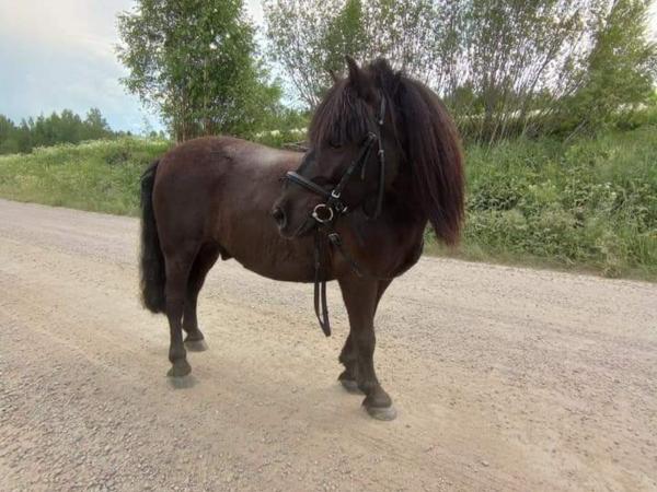 Kotimäen Sebastian