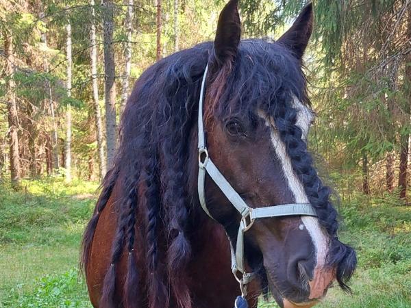 Käpälämäen Emmanuelle