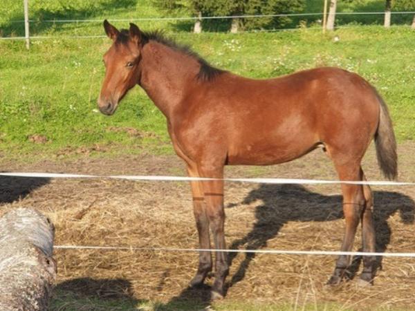 Chardonneigh