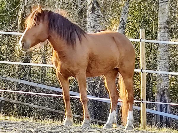 Viksit
