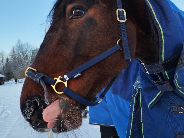 Coors Hanover