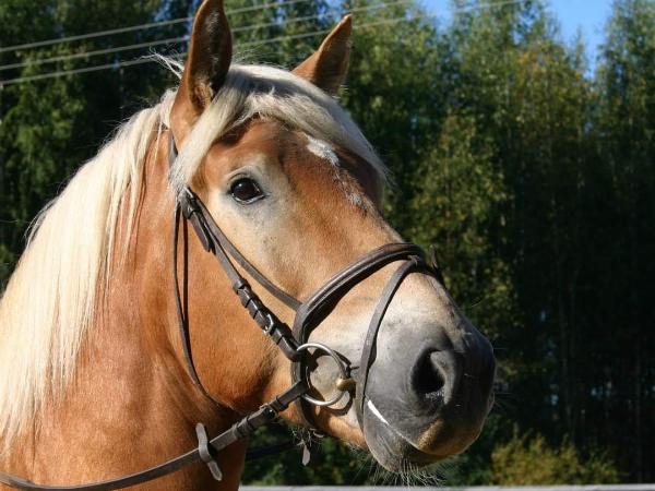 Tähkis