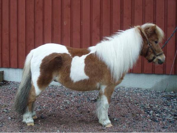 Fantas Toffee Ronny