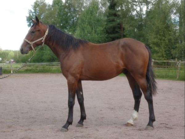 Torvald Orden