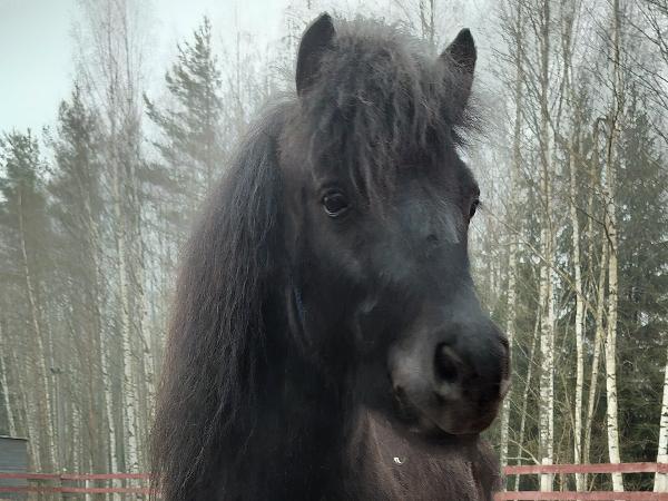 Niittykorven Steffan