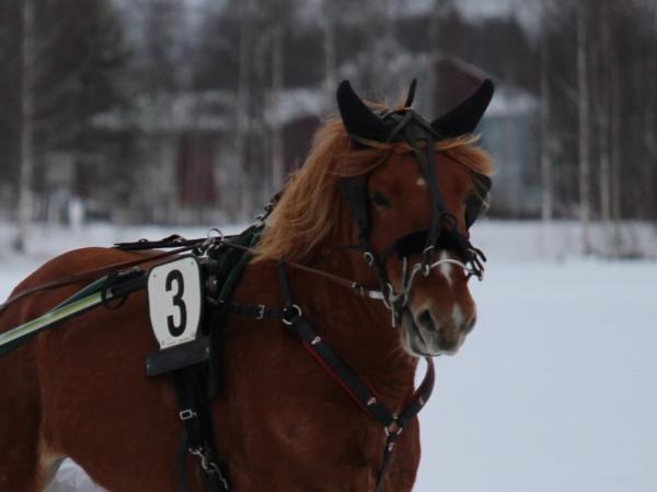 Hissun Kaapo