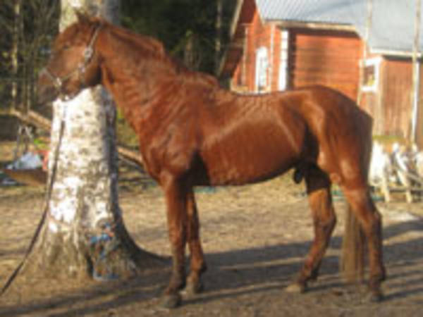 Jalpertti
